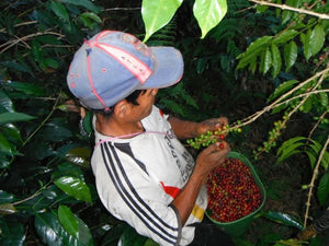 Organically-Grown Coffee, Single Source / lb.
