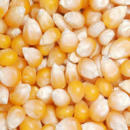 Organic Yellow Popcorn / lb.
