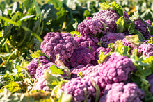 Load image into Gallery viewer, Seasonal Produce Box, Extra Large
