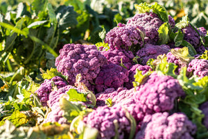 Seasonal Produce Box, Extra Large