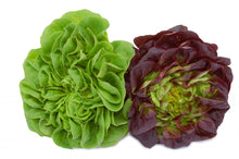 Load image into Gallery viewer, Seasonal Produce Box, Extra Large
