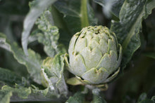 Load image into Gallery viewer, Seasonal Produce Box, Large
